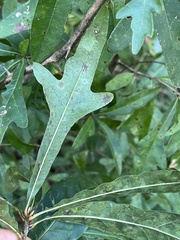 Quercus hemisphaerica
