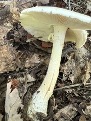 Amanita submaculata
