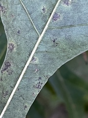 Quercus hemisphaerica