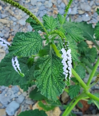 Heliotropium