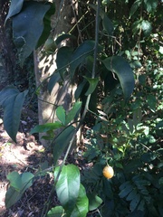 Pereskia aculeata