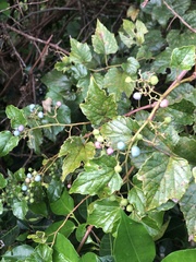 Ampelopsis glandulosa hancei