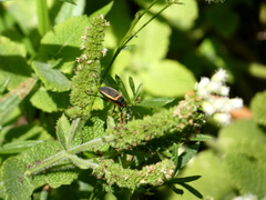 Largus californicus