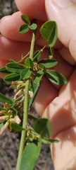 Lespedeza capitata