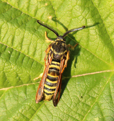 Pennisetia marginatum