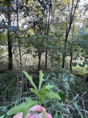 Quercus hemisphaerica