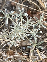 Lupinus albifrons