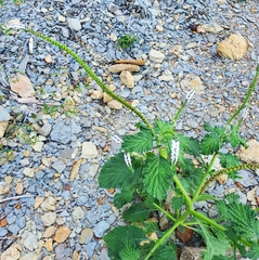 Heliotropium
