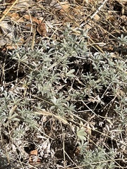 Lupinus albifrons