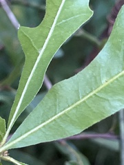Quercus hemisphaerica