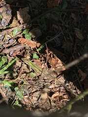 Podarcis siculus campestris