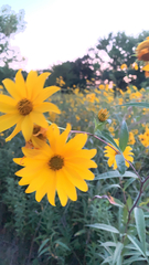 Helianthus angustifolius