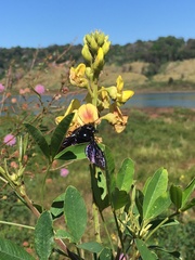 Neoxylocopa