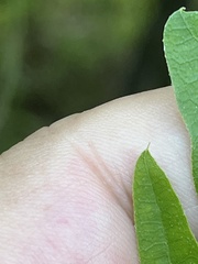 Quercus hemisphaerica