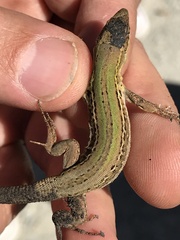 Podarcis siculus campestris