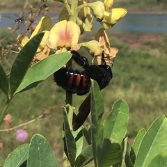 Neoxylocopa