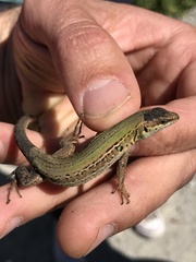 Podarcis siculus campestris