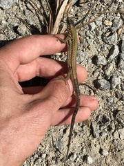 Podarcis siculus campestris
