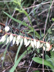 Melichrus urceolatus