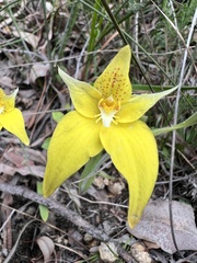 Caladenia flava