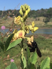 Neoxylocopa