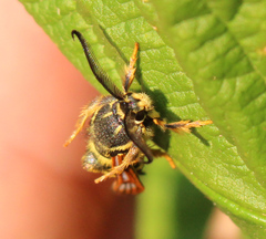 Pennisetia marginatum
