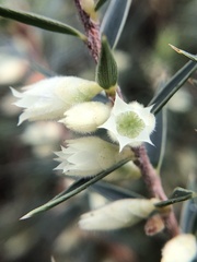 Melichrus urceolatus