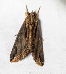 Ercheia