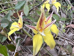 Caladenia flava