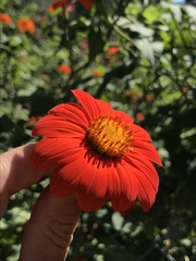 Tithonia rotundifolia