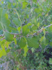 Rhus aromatica