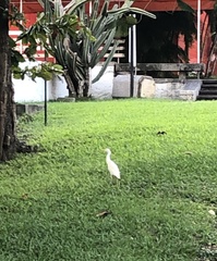 Bubulcus ibis