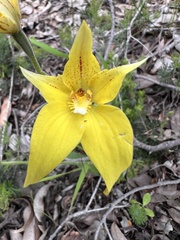 Caladenia flava