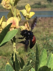 Neoxylocopa