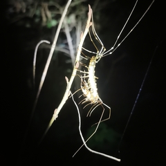 Thereuopoda clunifera