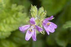 Erodium moschatum