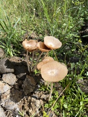 Desarmillaria tabescens