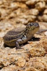 Liolaemus zapallarensis