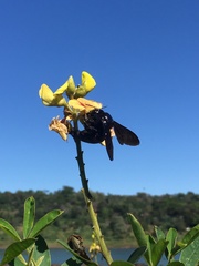 Neoxylocopa