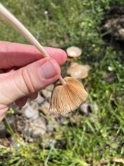 Desarmillaria tabescens