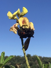 Neoxylocopa