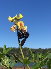 Neoxylocopa