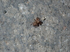 Mexigonus morosus