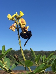 Neoxylocopa