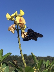 Neoxylocopa
