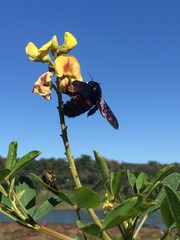 Neoxylocopa