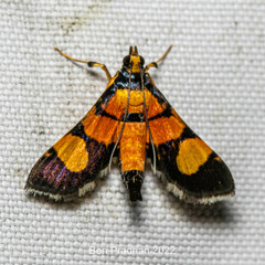 Aethaloessa