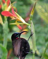 Chalcomitra senegalensis gutturalis