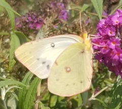 Colias philodice