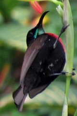 Chalcomitra senegalensis gutturalis